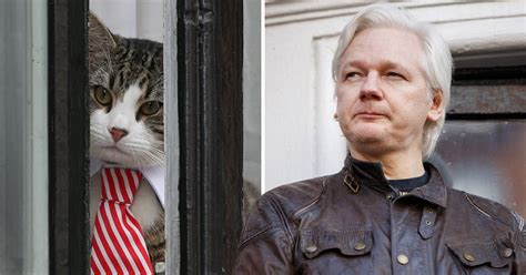 julian assange embassy cat